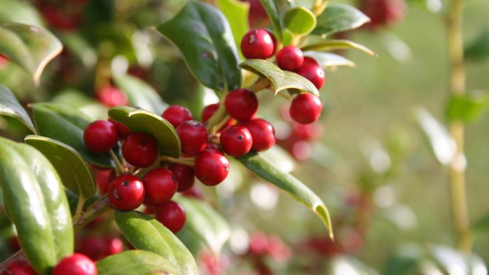 Ilex_cornuta_bush_holly_tree_with_ripe_red_berries_in_winter