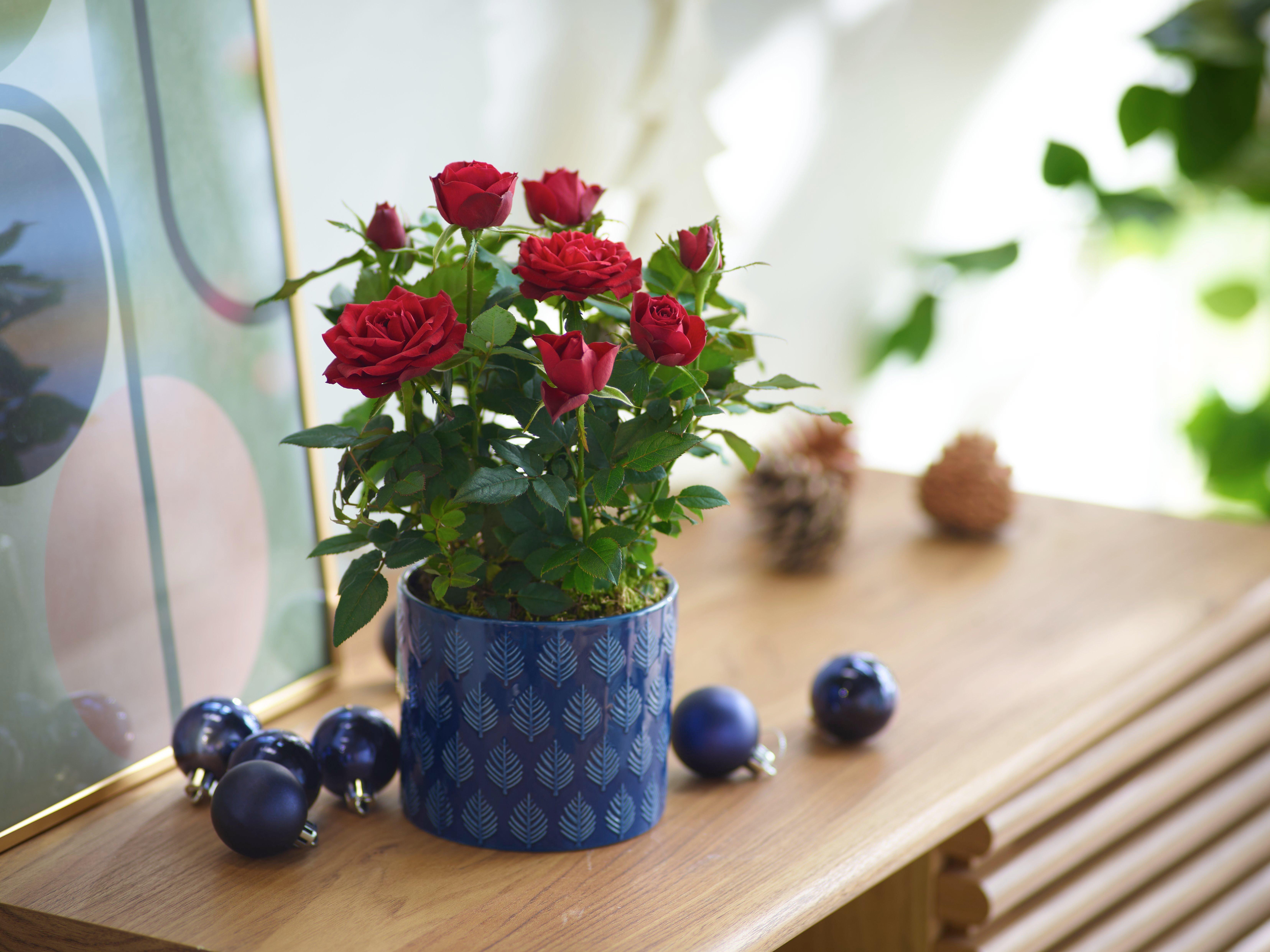 InterFlora220323-X91551RS