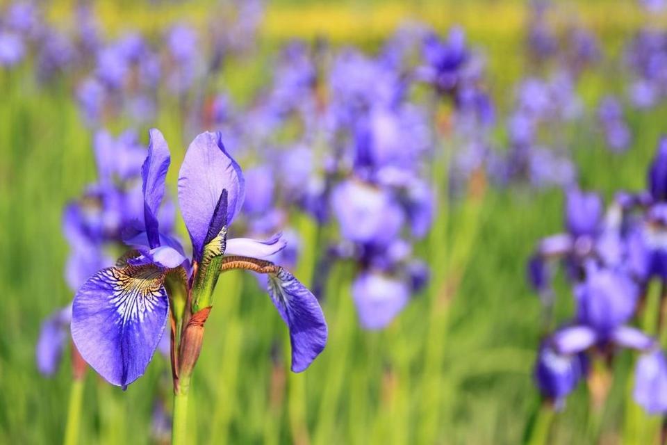 Iris-purple-flowers