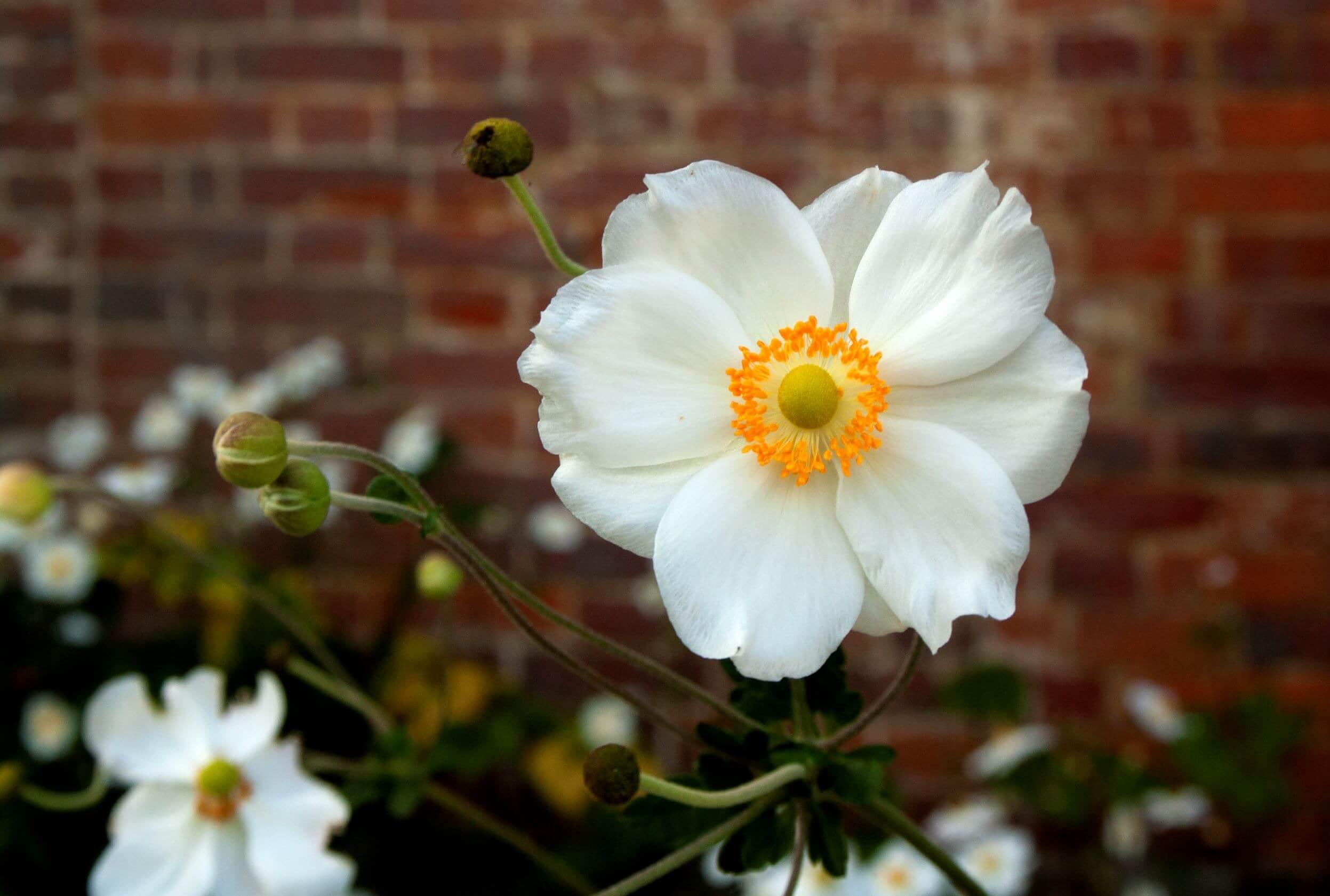 Japanese-anemone-flower