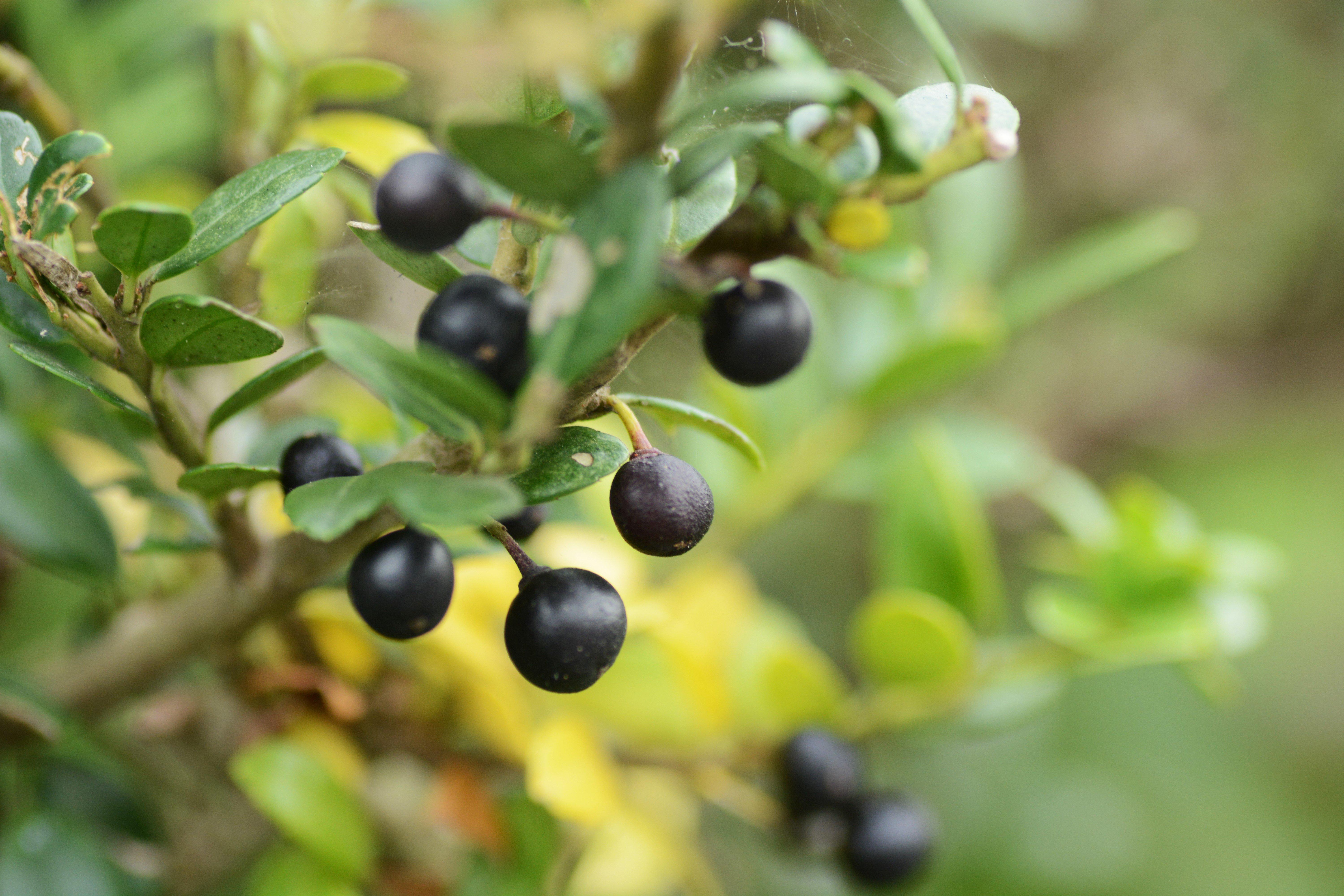 Japanese_holly_berries_Ilex_crenata
