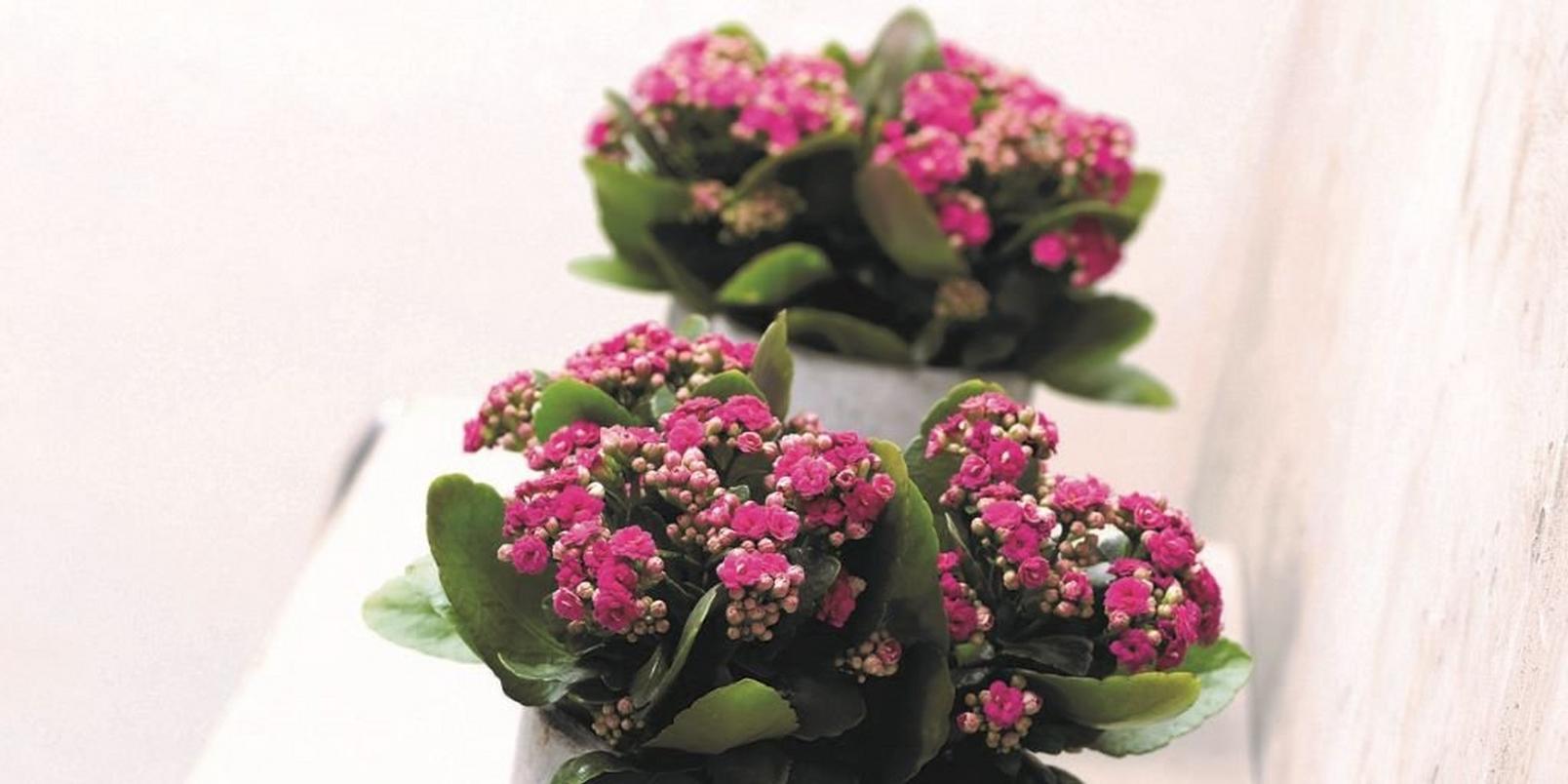 Kalachoe-pink-flowering-plant
