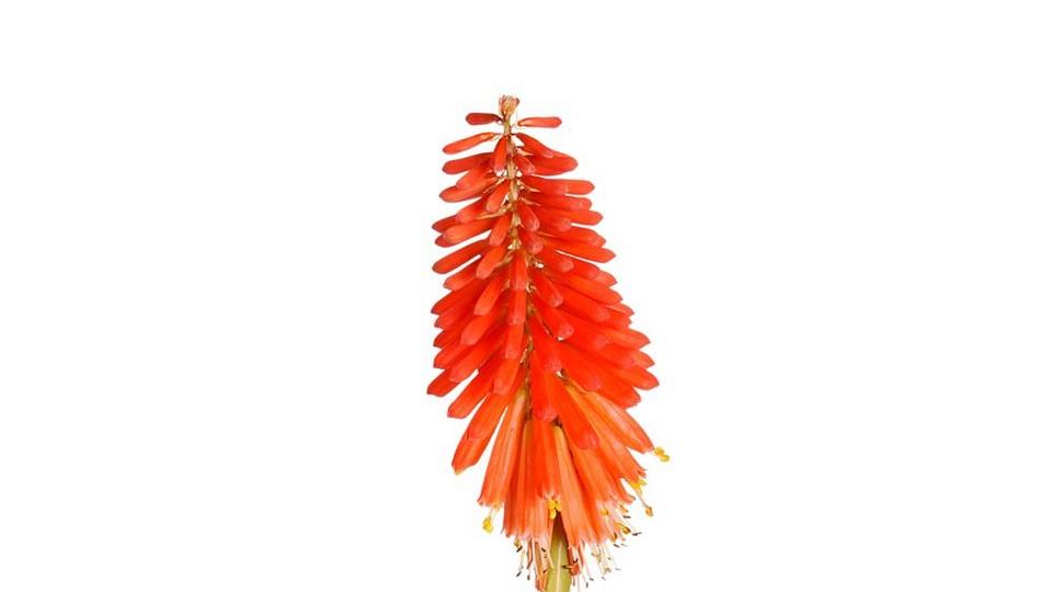 Kniphofia-red-exotic-flower