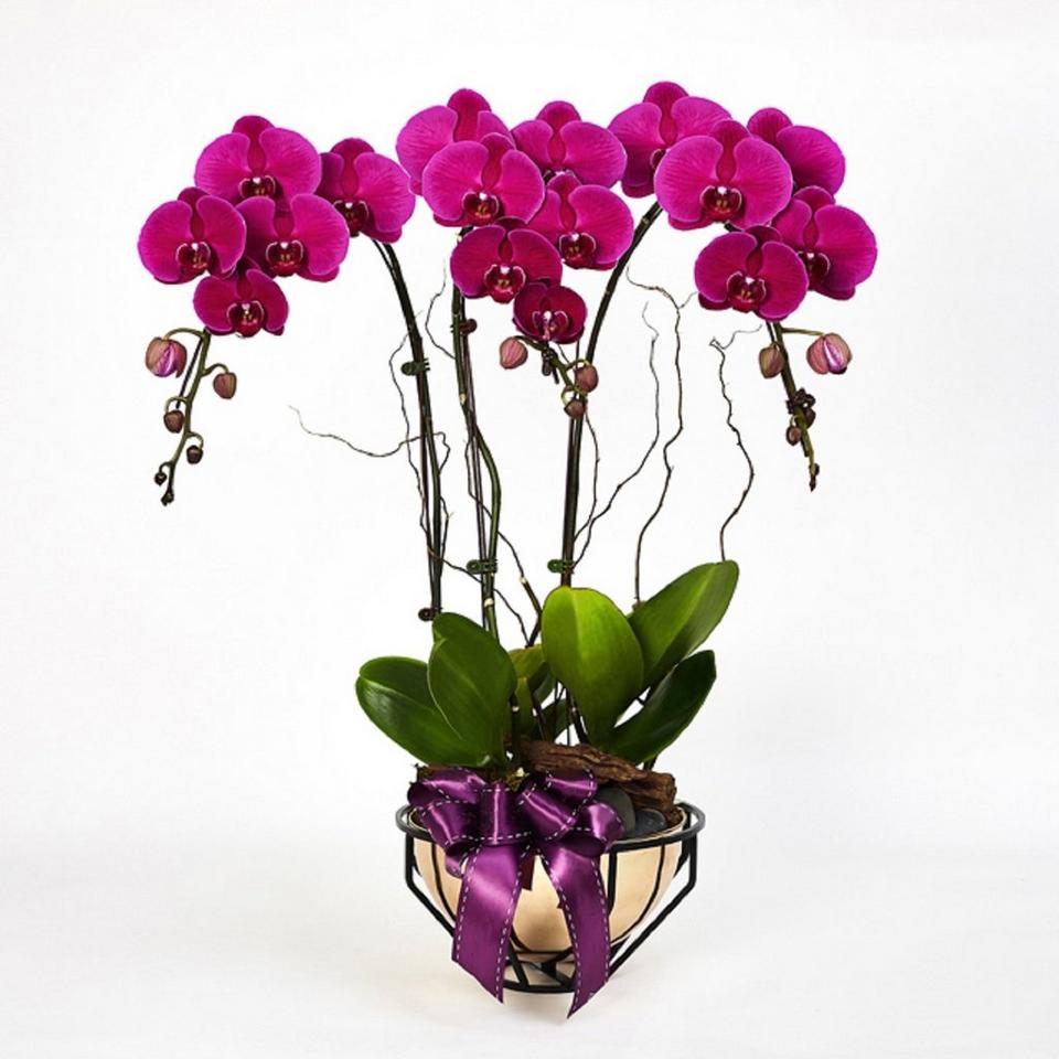 Image 1 of 1 of Royal prosperity-Purple Phalaenopsis