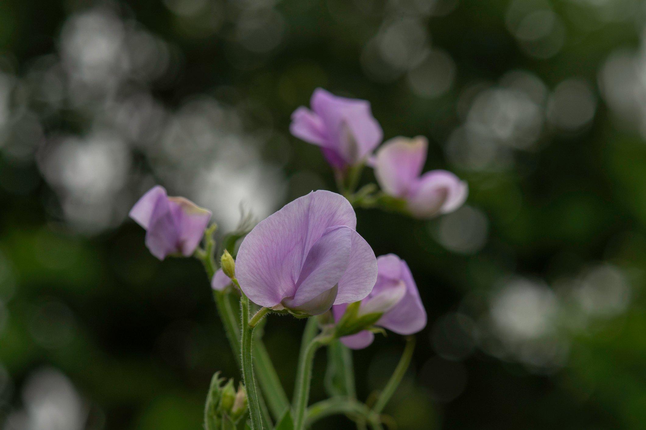 Lathyrus-Odoratus-Kingfisher