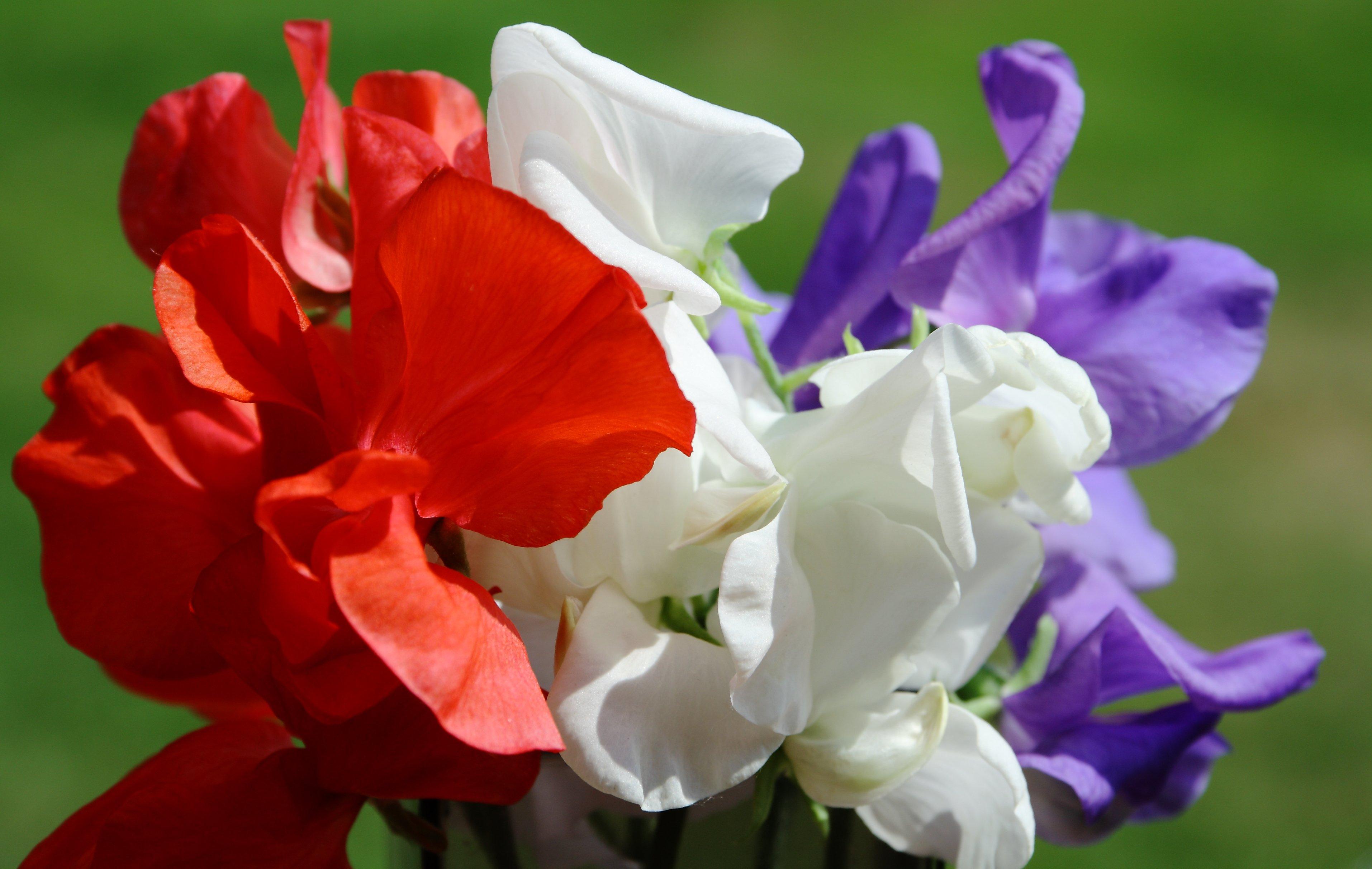 Lathyrus-Odoratus-St-George