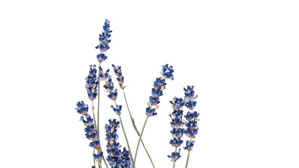 Lavender_1