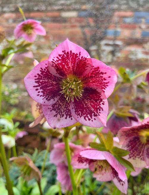 Light_and_dark_pink_patterned_hellebores