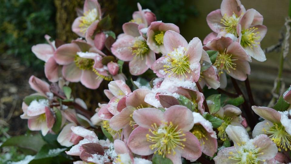 Light_pink_hellebores_in_snow