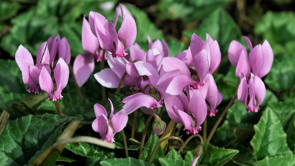 Lilac_andPink_cyclamen_with_green_leaves