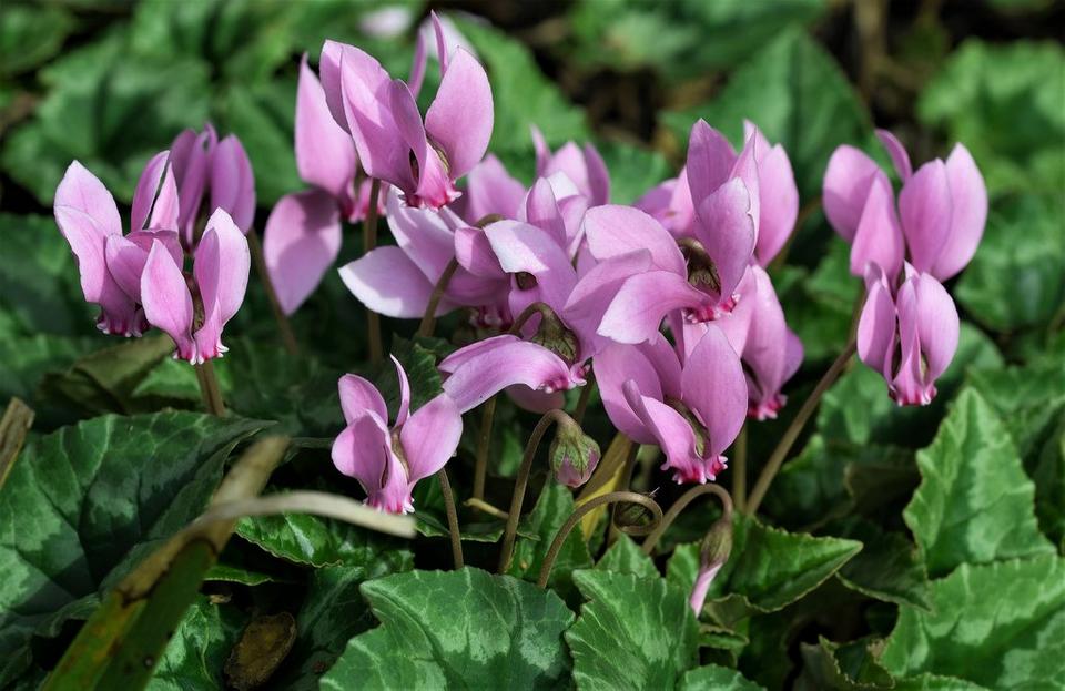 Lilac_andPink_cyclamen_with_green_leaves