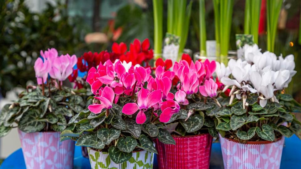 Multicoloured_cyclamen_in_brightly_coloured_pots