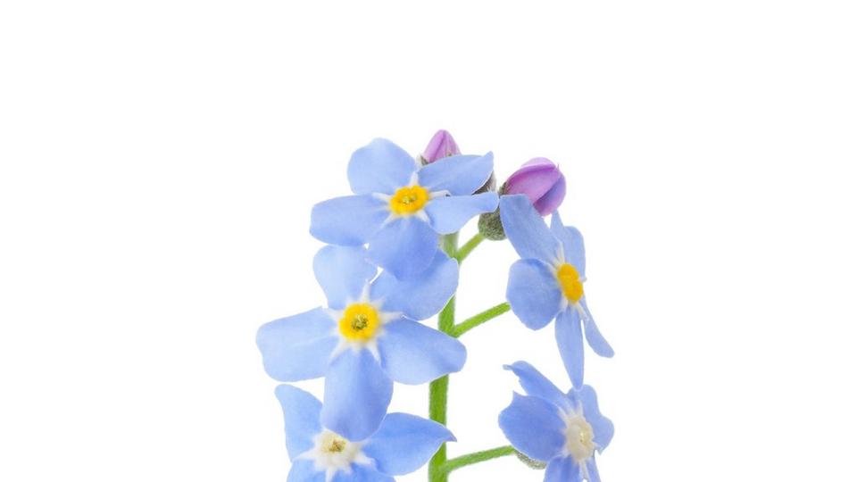 Myosotis-blue-flower-single