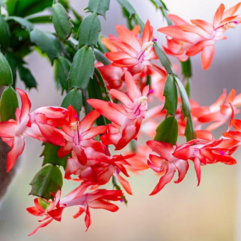 Orange_christmas_cactus_flowers_on_a_grey_background