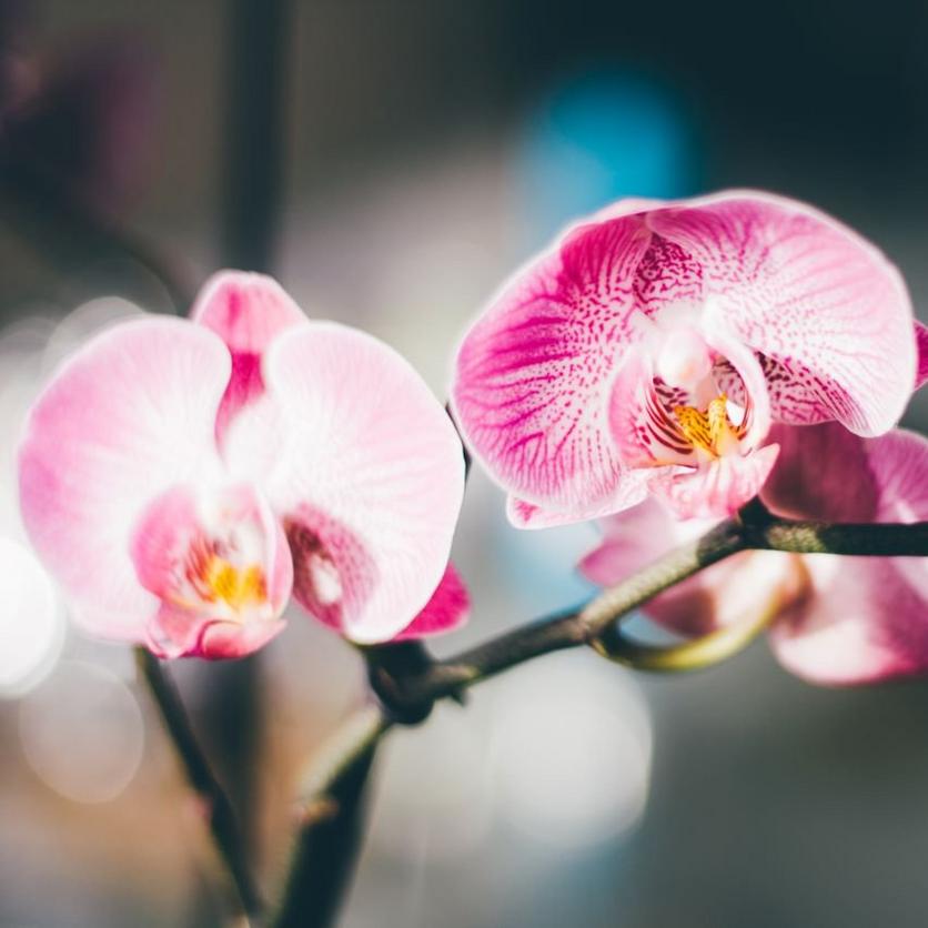 Orchid-pink-on-branch