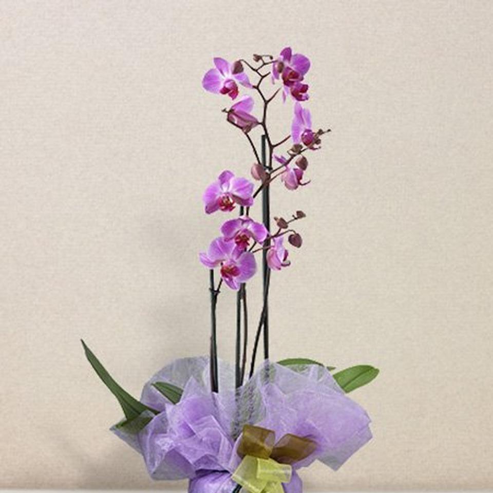 Image 1 of 1 of Orchidea Rosa