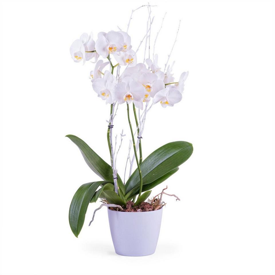 Image 1 of 1 of Phalaenopsis Premium Plant