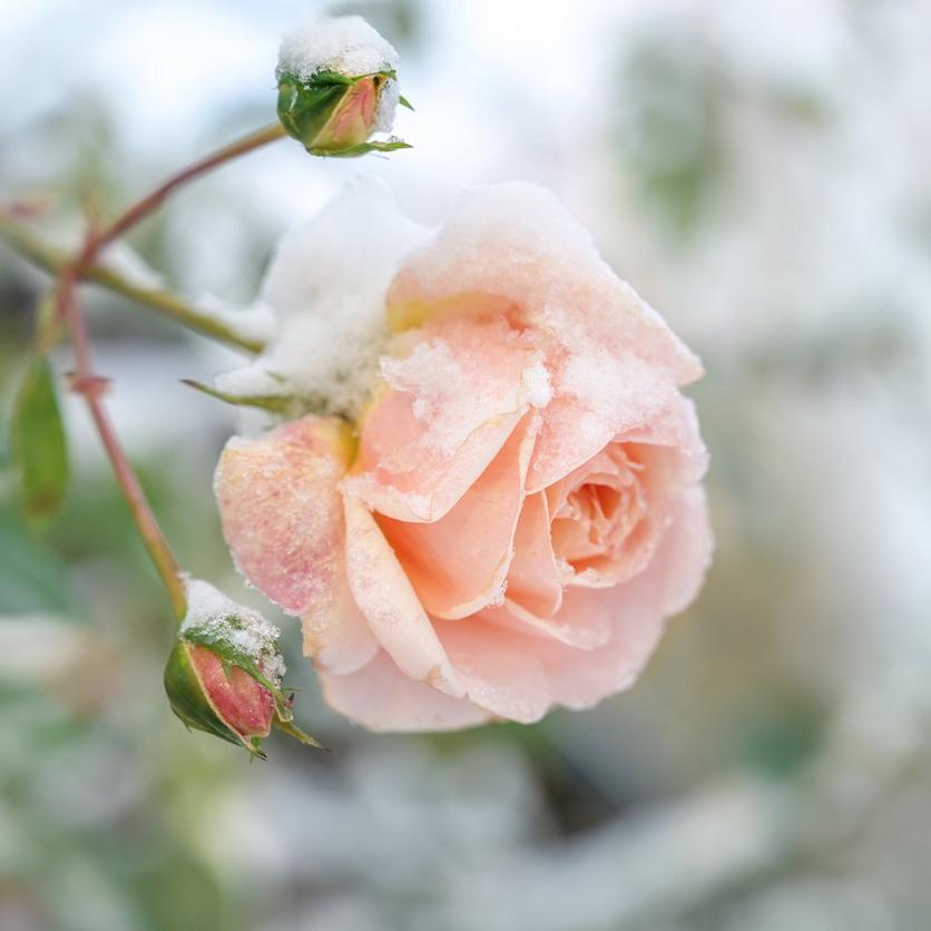 Pale_pink_rose_in_the_snow