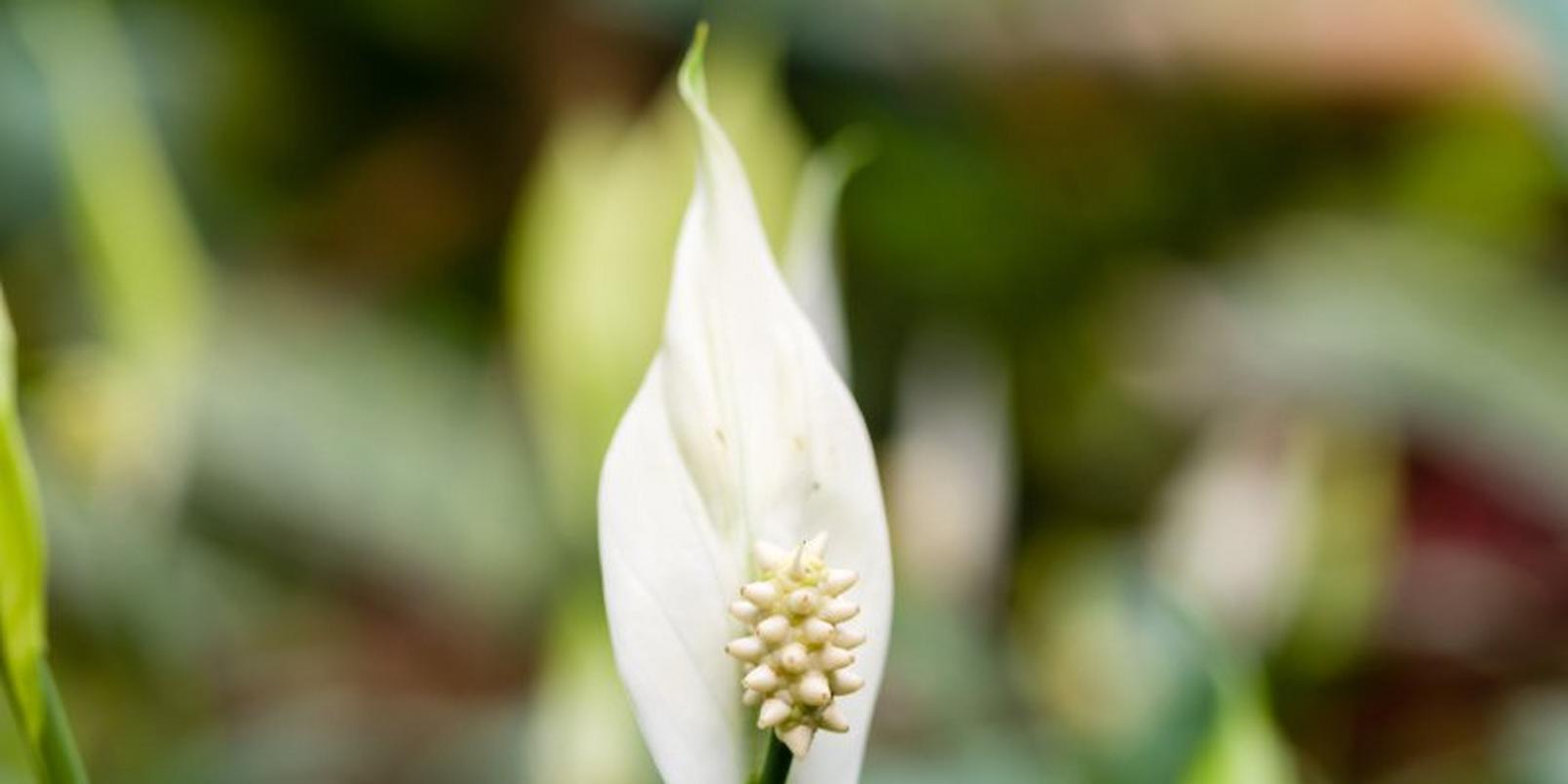 Peace-Lily_1