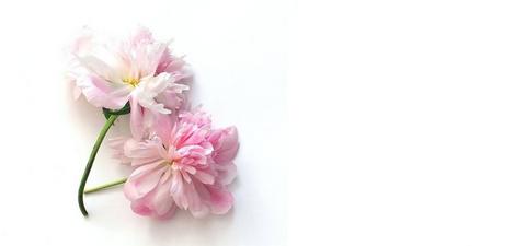 Peonies-facts-that-may-surprise-you-1