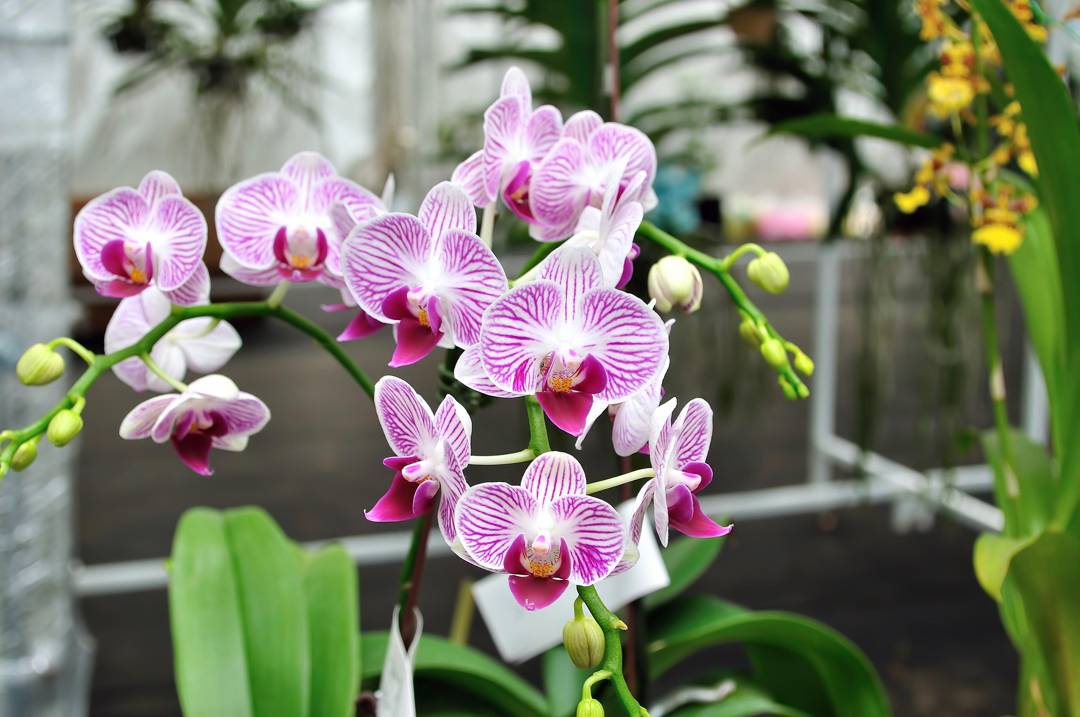 Phalaenopsis-orchid-pink-flower