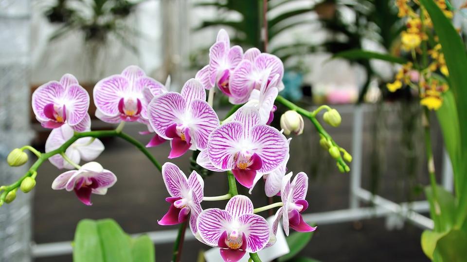 Phalaenopsis-orchid-pink-flower
