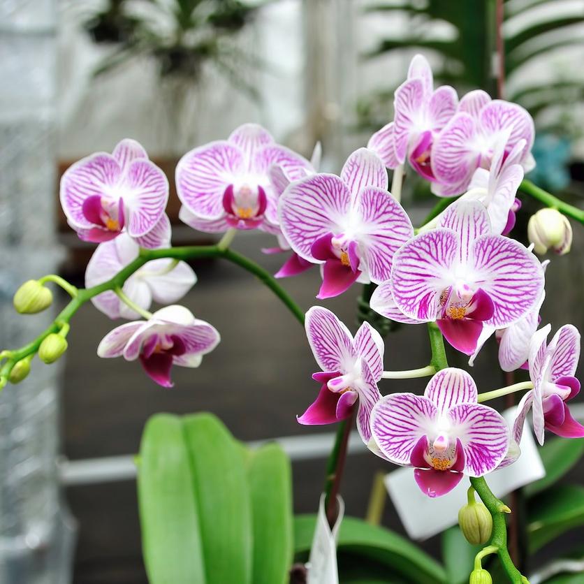 Phalaenopsis-orchid-pink-flower