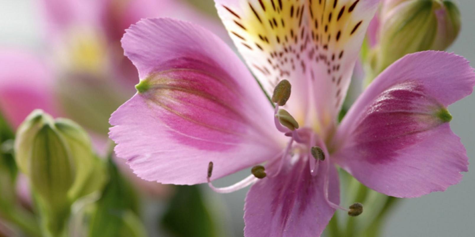 Pink-Alstroemeria-header