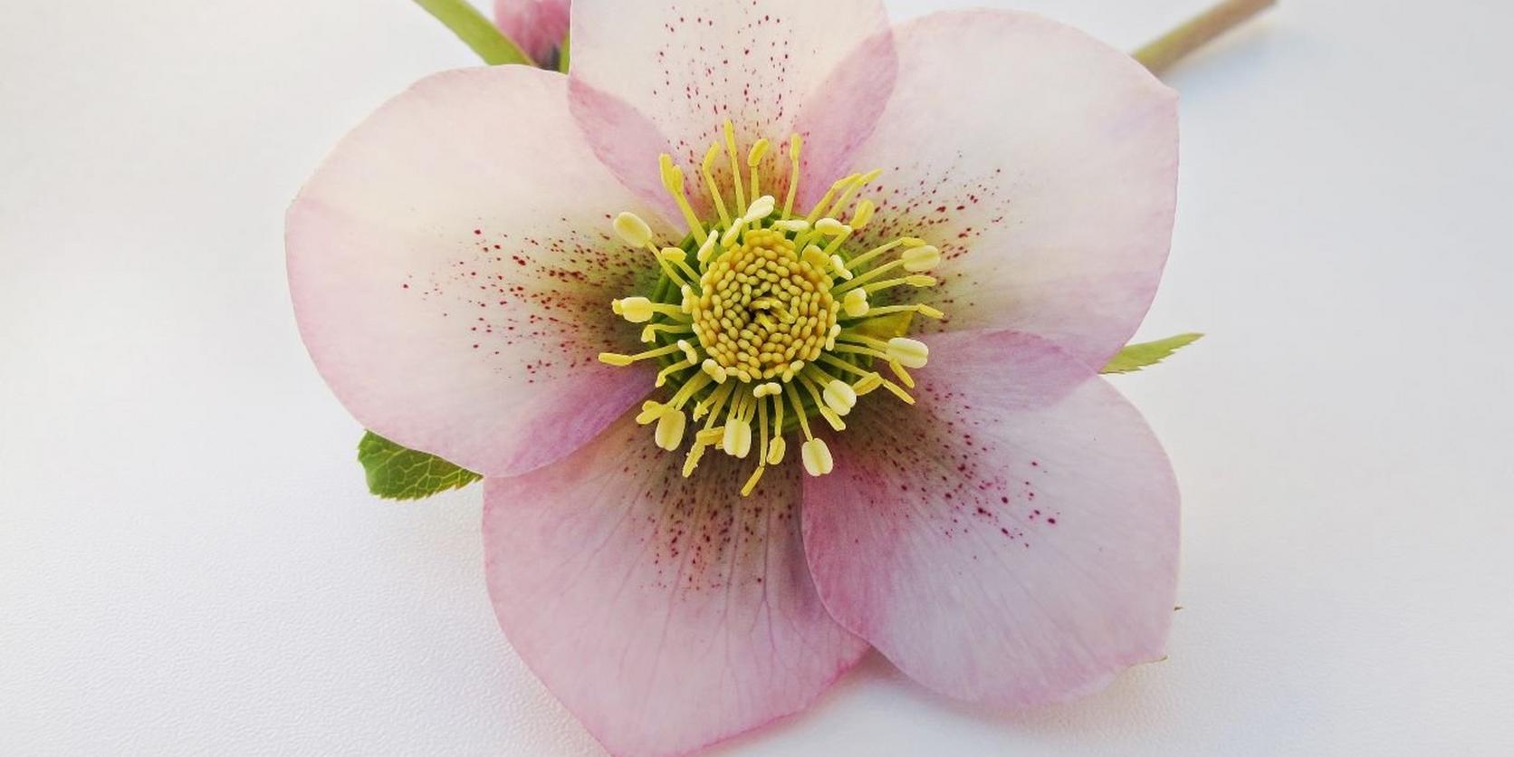 Pink-Hellebore-Flower