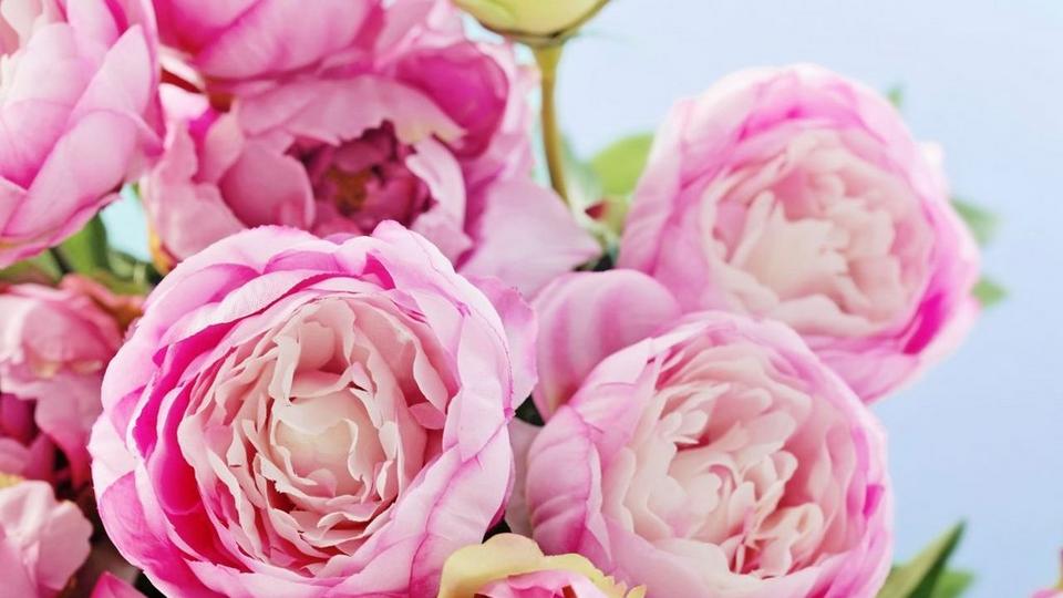 Pink-Peonies-flowers