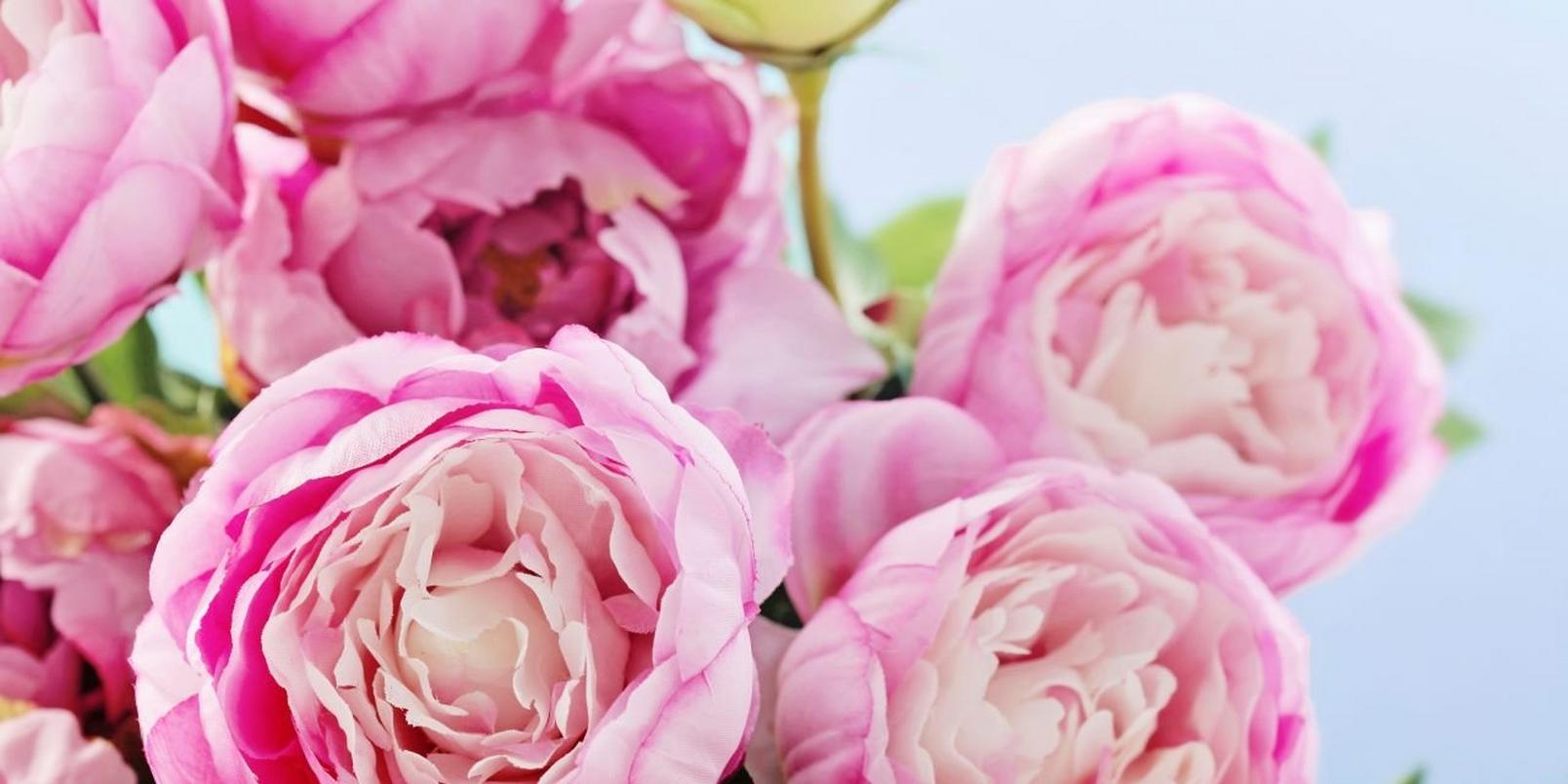 Pink-flowers-4
