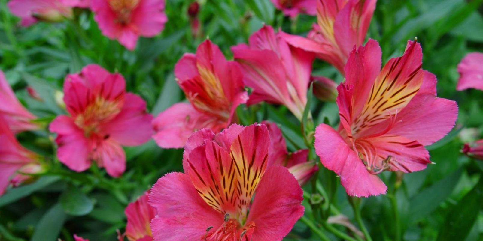Pink-flowers-5