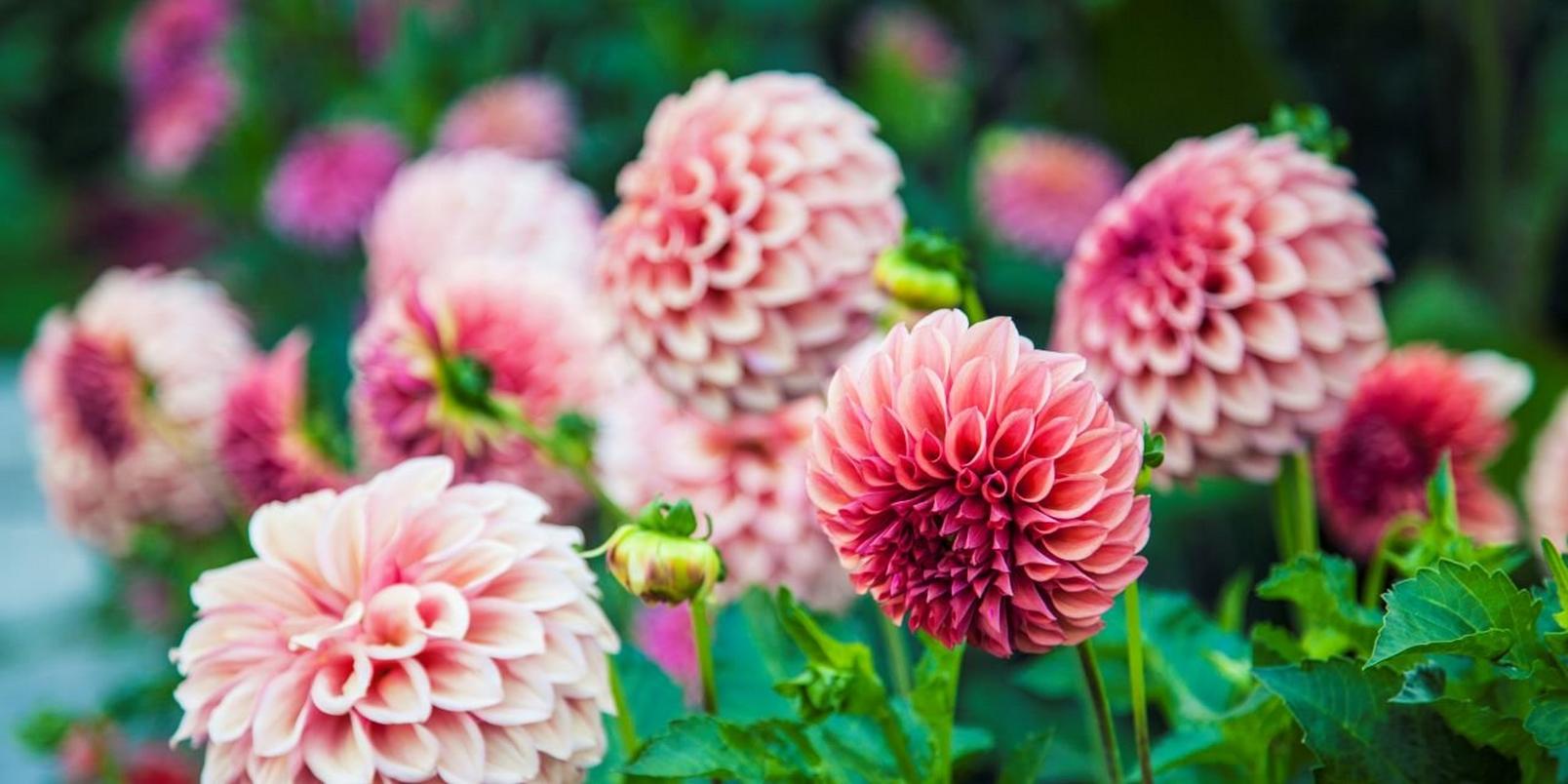 Pink-flowers-7