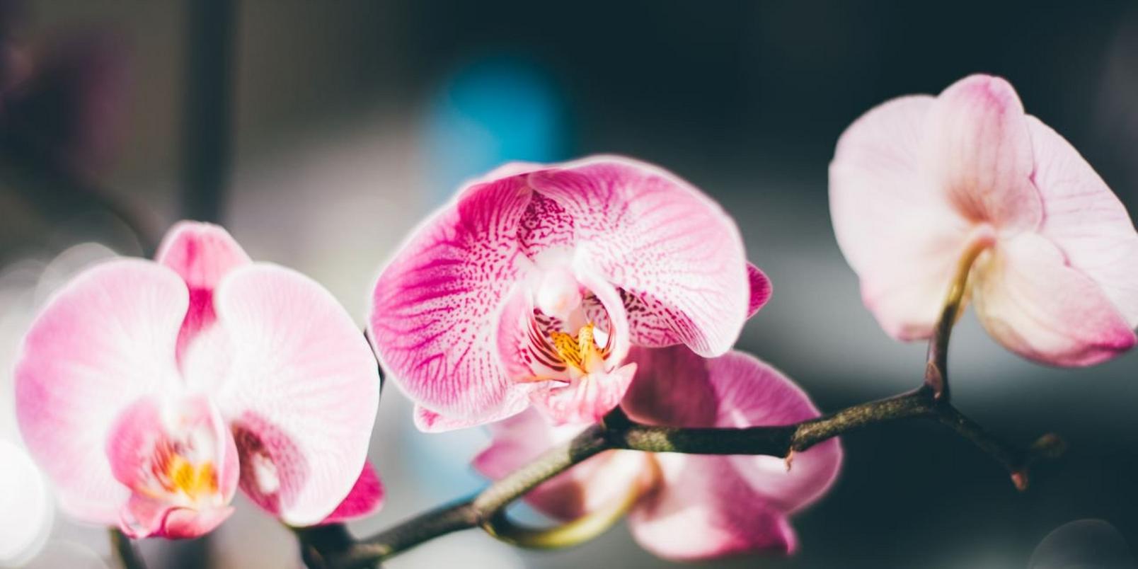 Pink-flowers-8