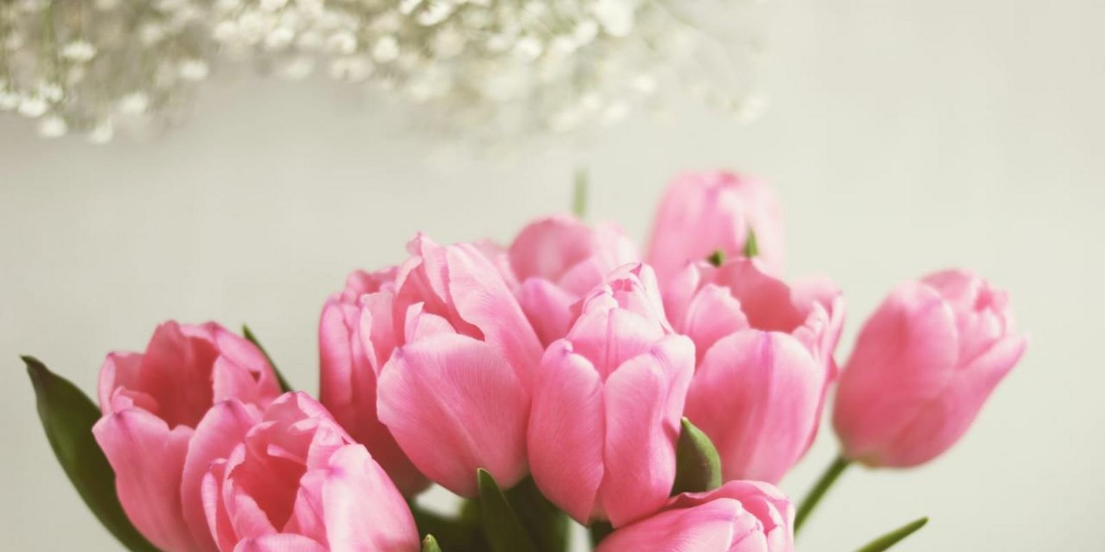 Pink-tulips