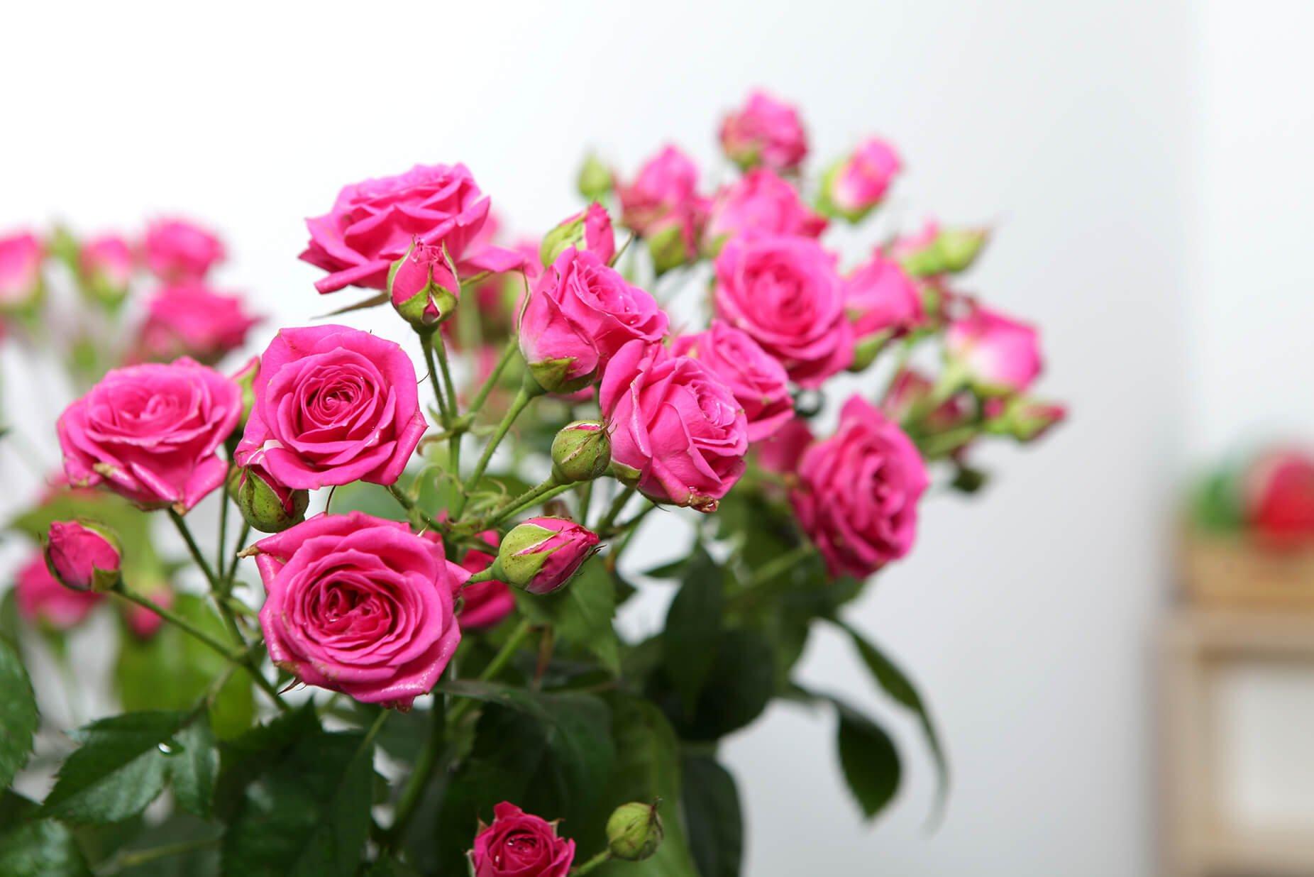 PinkSprayRose