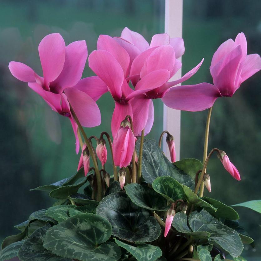 Pink_cyclamen_in_pink_pot_with_lilac_wateringcan