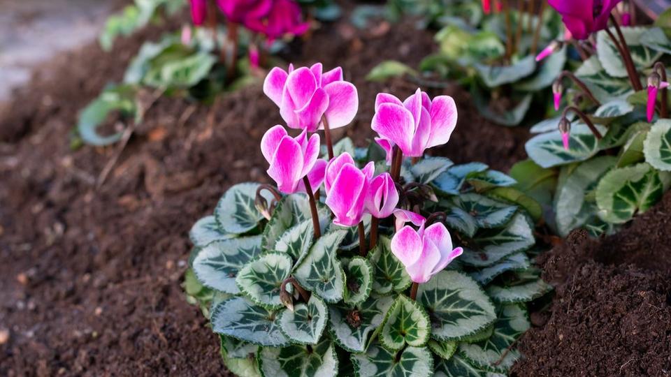 Pink_cyclamen_planted_in_a_garden_border