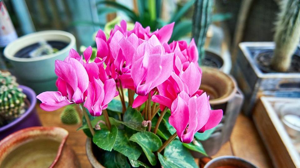 Pink_cyclamen_with_lots_of_plant_pots