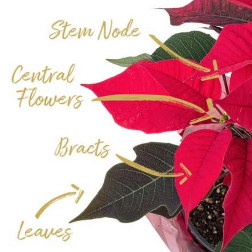 Poinsettia anatomy