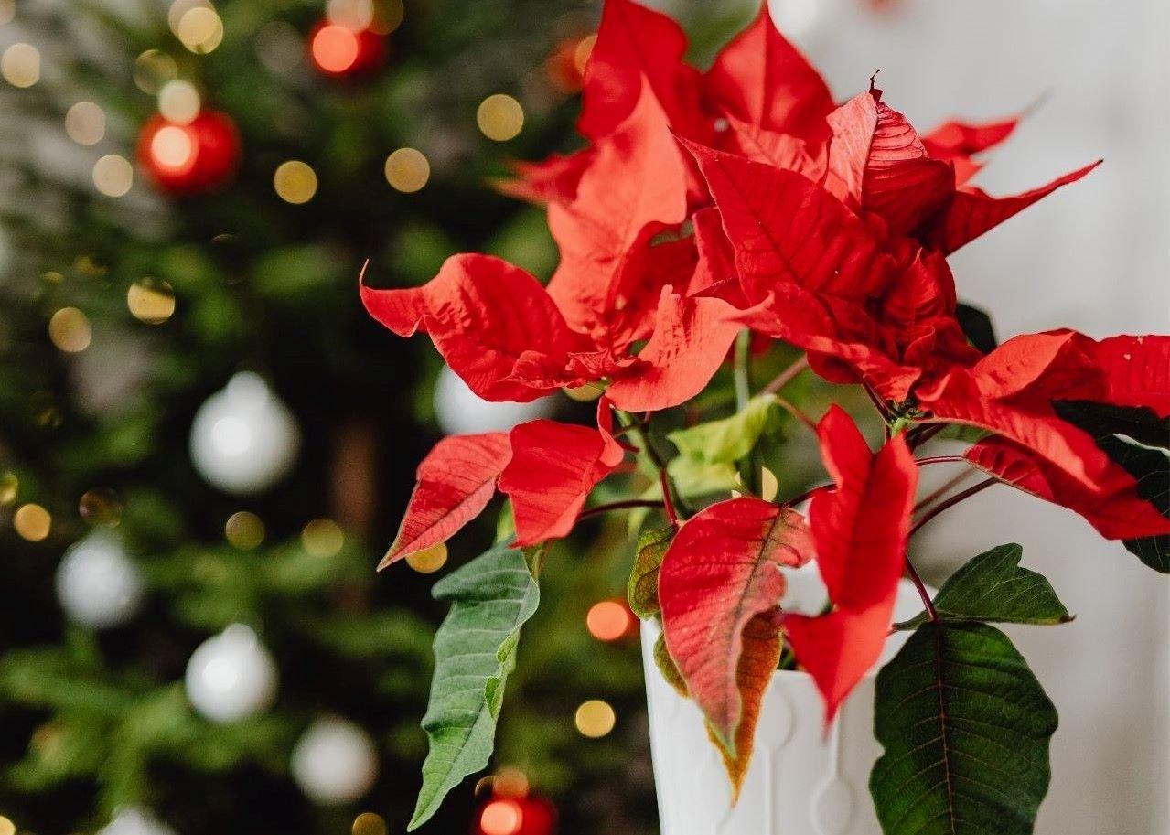 Poinsettia2