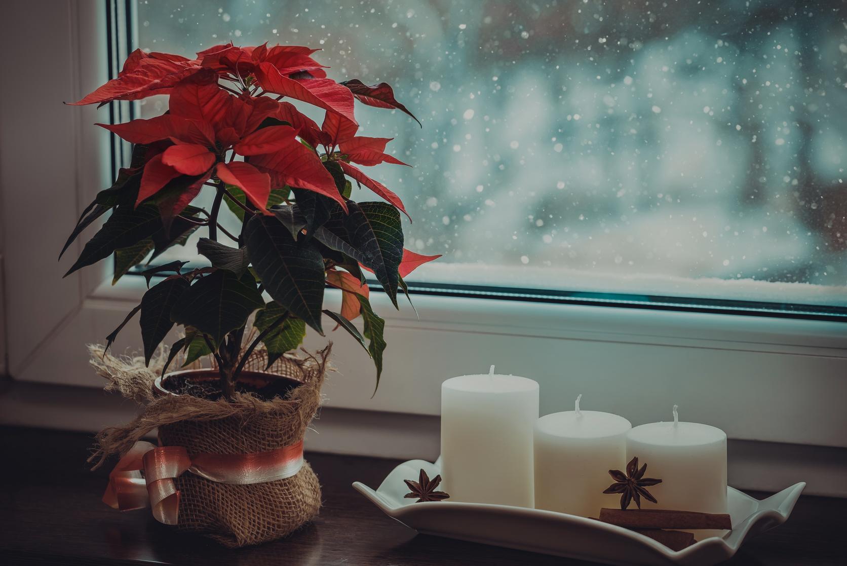 Poinsettia_and_candles_on_a_windowsill_with_snow_outside