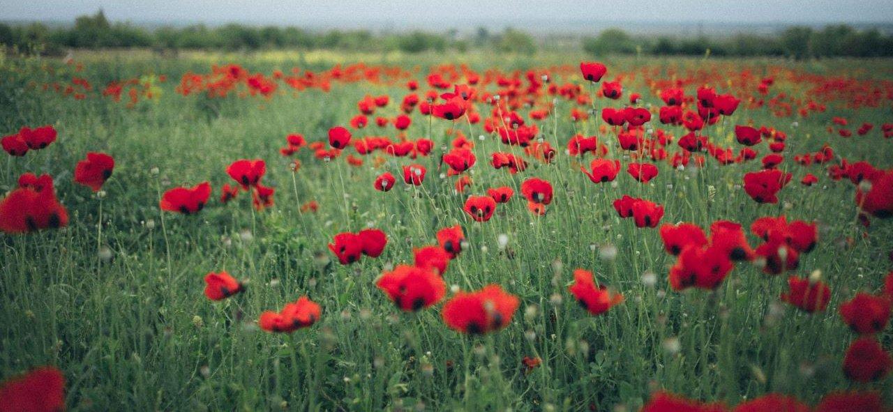 Poppy fields