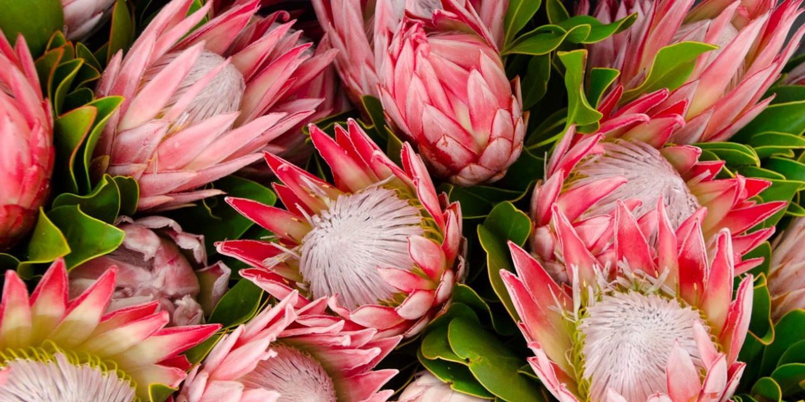 Protea-pink-white-flower