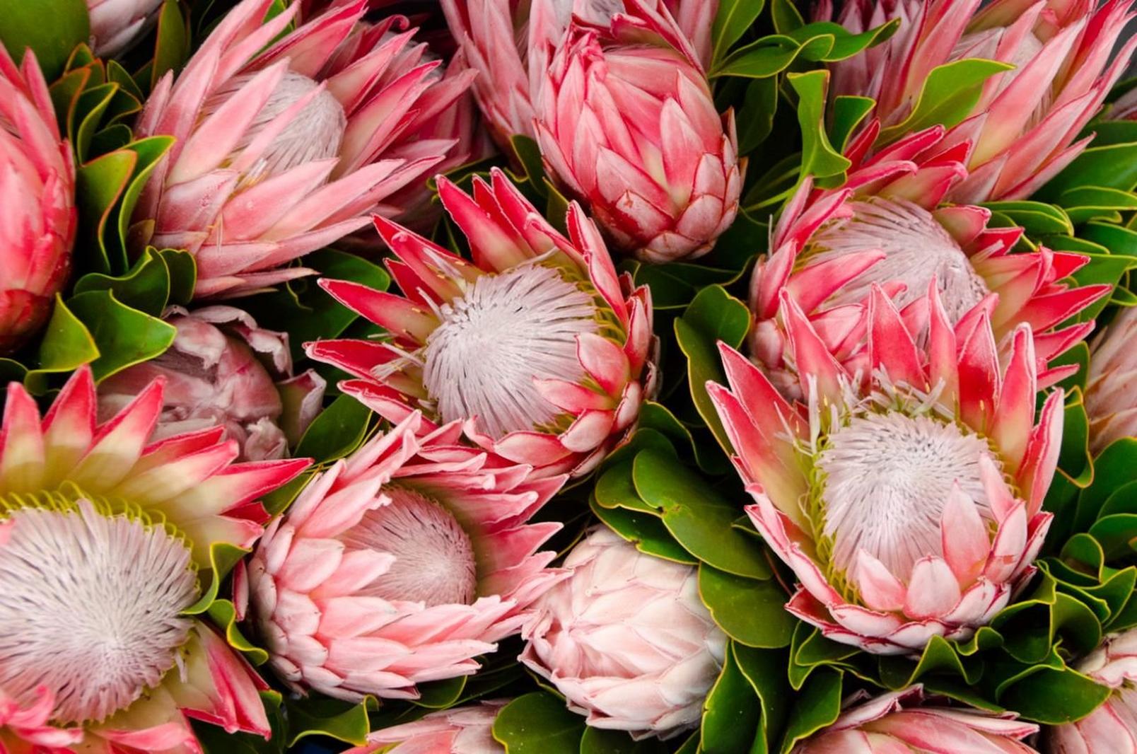Protea-pink-white-flower