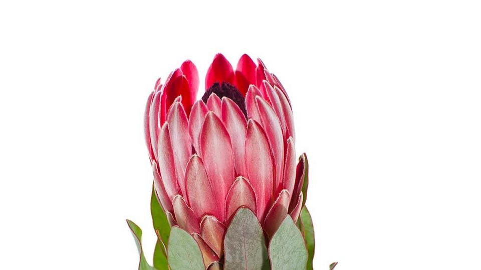 Protea_1