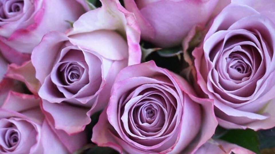 Purple-roses-roses-page