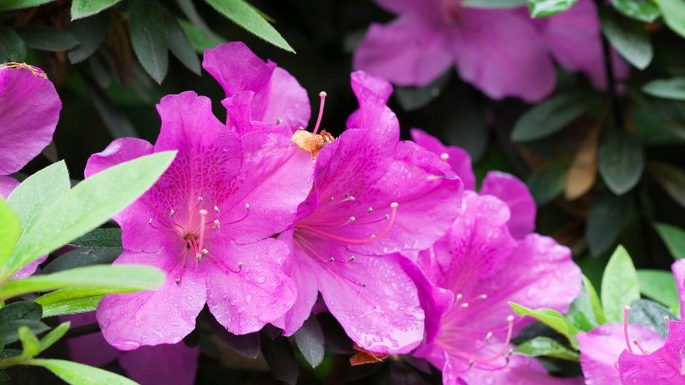 Purple_azalea