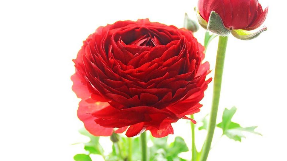 Ranaculus