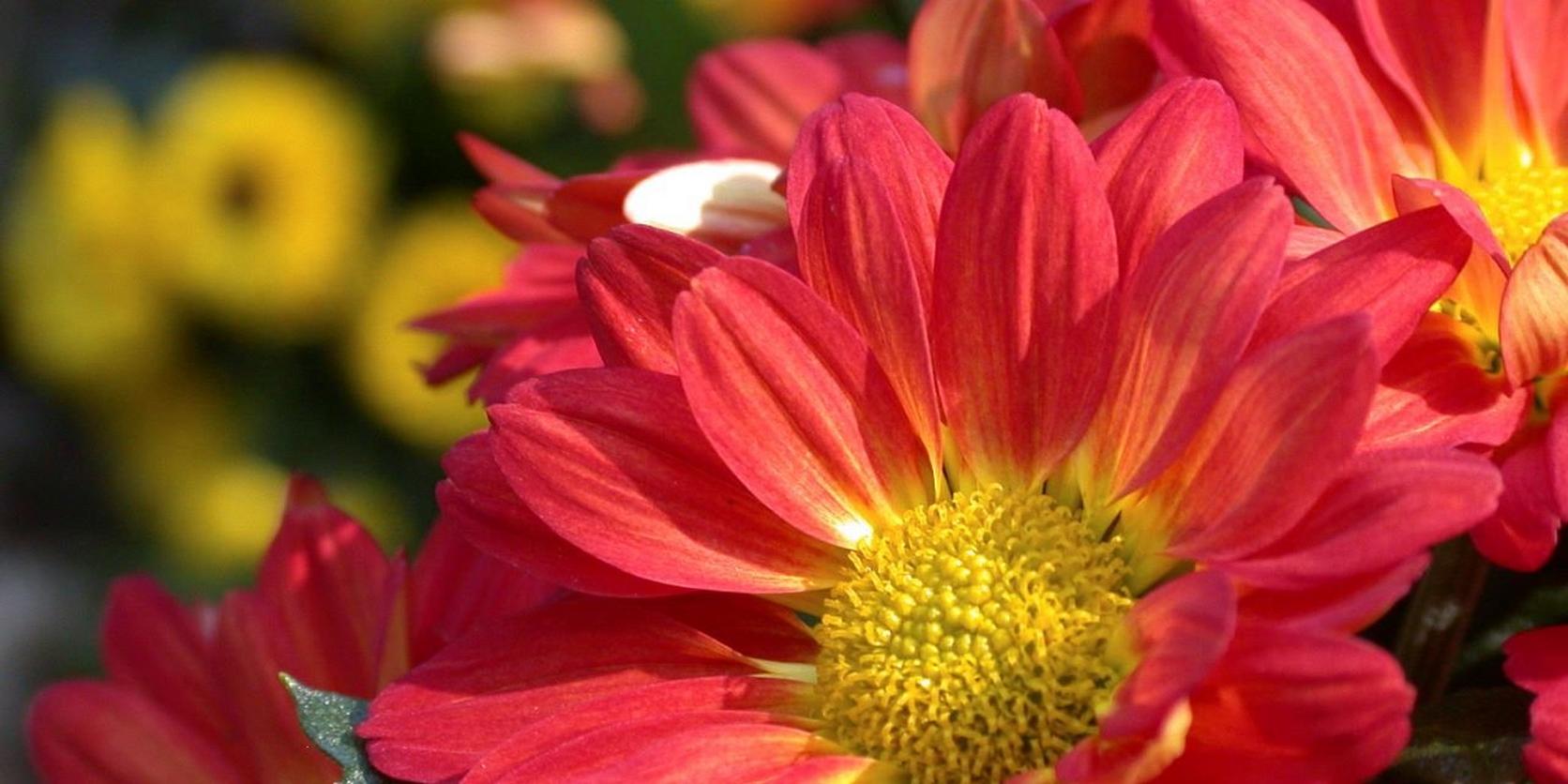 Red-Chrysanthemum